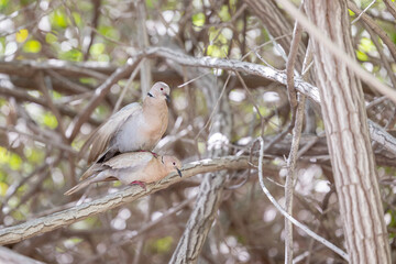 Pair of Collared Doves mating. Tenerife, Canary Islands (April)