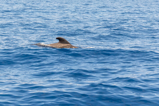 Short-finned pilot whales viewed from tourist boat trip between Costa Adeje /Las Americas and La Gomera island. Tenerife, Canary Islands (April)