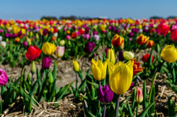 Tulip fields in Marknesse village from Flevoland province from Netherlands.