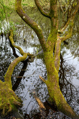 Trees by Rush Pond on Chislehurst Commons, Kent, UK. The trees reach across the pond and reflect in the water. Chislehurst is in the Borough of Bromley, Greater London.