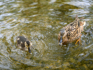 Female mallard duck with duckling at Rush pond on Chislehurst Commons. Chislehurst is in the Borough of Bromley, Greater London. Mallard duck (Anas platyrhynchos), Kent, UK.