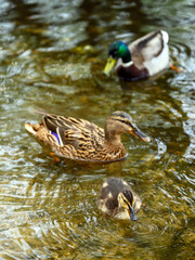 Mallard duckling with female and male mallards behind at Rush pond on Chislehurst Commons. Chislehurst is in the Borough of Bromley, Greater London. Mallard duck (Anas platyrhynchos), Kent, UK.