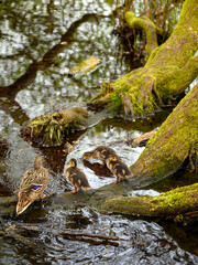 Female mallard duck with ducklings at Rush pond on Chislehurst Commons. Chislehurst is in the Borough of Bromley, Greater London. Mallard duck (Anas platyrhynchos), Kent, UK.