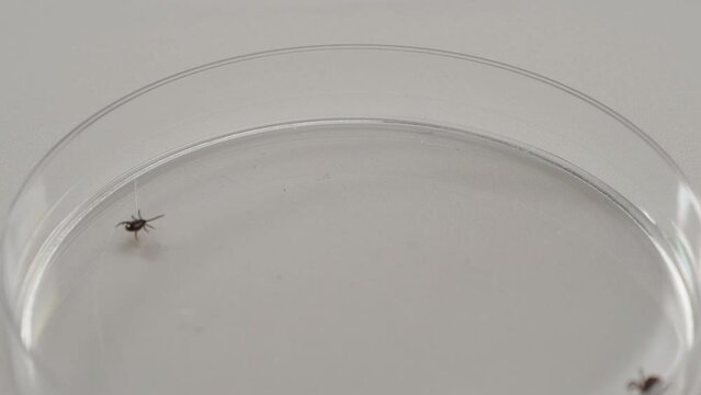 Acarian Bilder – Durchsuchen 9,649 Archivfotos, Vektorgrafiken und ...