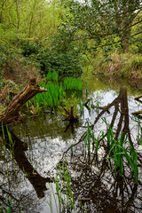 A stream near Rush Pond on Chislehurst Commons, Kent, UK. A coot swims across the water. Chislehurst is in the Borough of Bromley, Greater London.