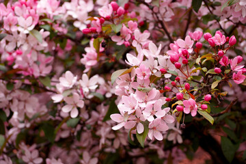 close branch on sakura tree with small pink flowers in spring on pink background.  side view .  light pink background.  nature