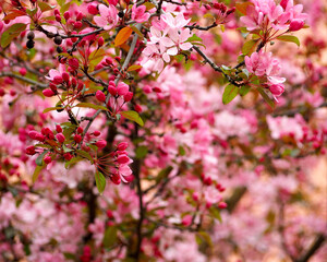 close small pink flowers of an apple tree on a tree in spring.  nature .  pink background.  poster calendar