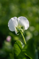 Sweet Pea Flower