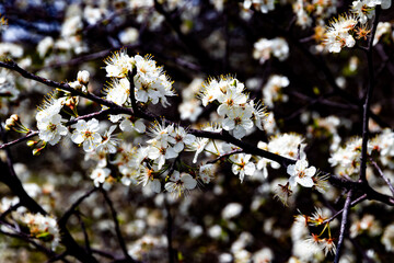 Obraz premium Spring time in Arbor Hills Nature Preserve, Plano Texas