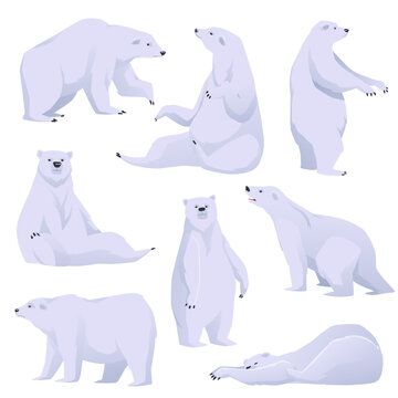 Polar bear in various poses set of animals, flat vector illustration isolated.