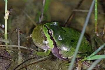 Rufender Laubfrosch (Hyla arborea) mit Schallblase im Tümpel