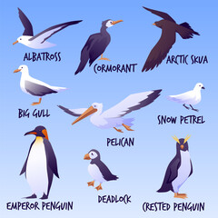 Sea birds infographic set, flat vector illustration isolated.