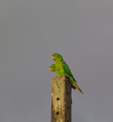 couple of green birds in the gray sky