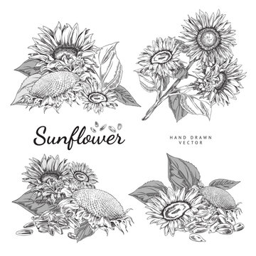 Set of hand drawn monochrome sunflowers sketch style