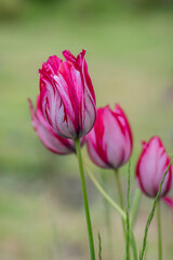 Pink and white bright color Rembrandt sorbet tulips in bloom, bouquet of springtime flowering plants in the ornamental garden - obrazy, fototapety, plakaty