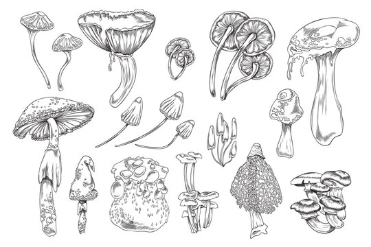 Poisonous toxic mushrooms collection, hand drawn vector illustration isolated.