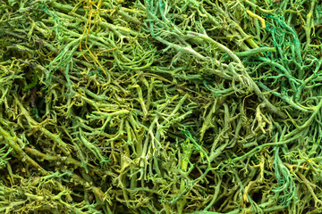 Moss Close Up Background