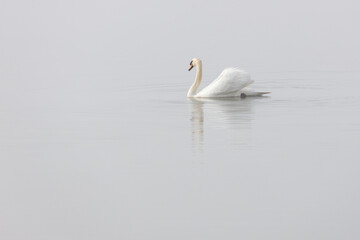 Cigno solitario che galleggia sull'acqua calma di un lago