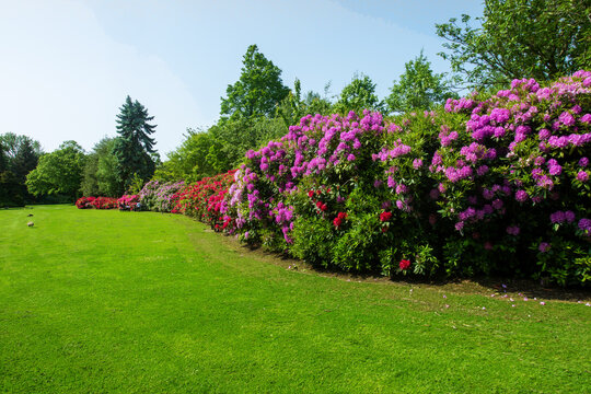Amazing green lawn with giant Rhododendron bush blossoms of red and purple or pink color  and  mother and stroll in distance in the Hague