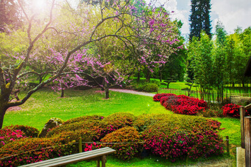 Awe red  rhododendron blossoms  and pink cherry blossoms  in Maulivrier Japanese garden