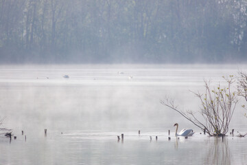 Lago avvolto dalla nebbia e cigni che galleggiano sull'acqua calma