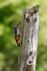 Picchio rosso che cerca insetti da mangiare appoggiato su un ramo