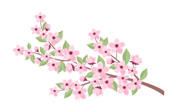 Pink cherry tree branch with flowers, buds and leaves isolated on white background. Vector illustration of sakura branch in flat style