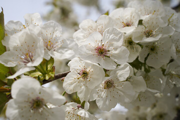 spring tender cherry tree blossom