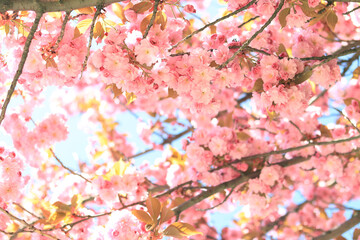 Obraz premium Beautiful pink sakura flowers. Beautiful nature with a flowering tree on a sunny day in spring. Sakura in full bloom