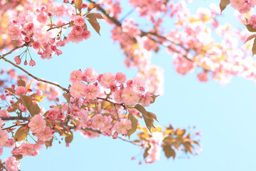 Beautiful pink sakura flowers. Beautiful nature with a flowering tree on a sunny day in spring. Sakura in full bloom