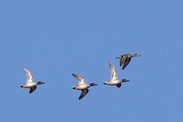 Common Teal