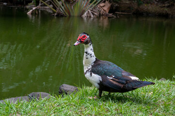 Muscovy duck, Cairina moschata, resting against a lake, Mauritius