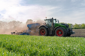 Maislegen im Frühjahr, das Maiskorn ist Frost empfindlich, das Getreide wächst gut auf den Nachbarfeld.