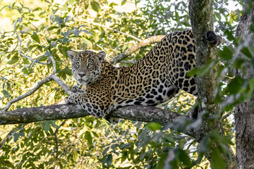 Jaguar streching on tree