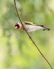 Goldfinch on Branch - Carduelis carduelis