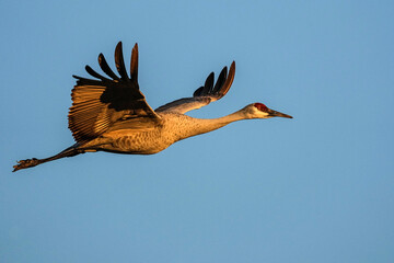 Obraz premium Sandhill Crane - Flight