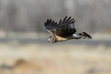 Northern Harrier - Flying