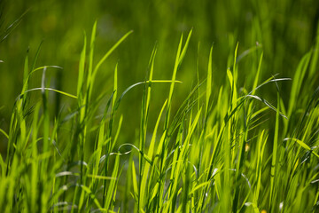 A close-up of fresh blades of green grass on a meadow in the rays of the rising sun in the spring morning