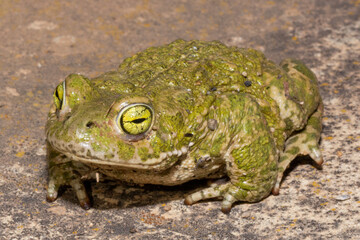 Sapo corredor. Epidalea calamita
