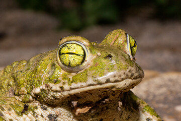 Sapo corredor. Epidalea calamita