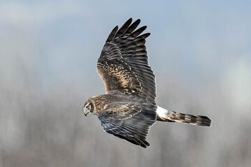 Northern Harrier - Colorado