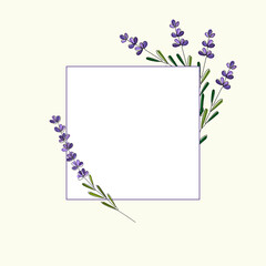 Line drawn branches of lavender in a square border. Botanical hand drawn square frame.  Elegant minimalist template for wedding invitations, cards, posters, postcards, logo design