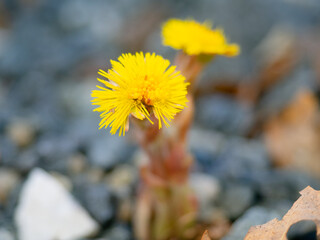 Coltsfoot blooming over gravel, shallow depth of field, direclty above angle shot