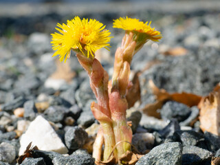 Coltsfoot blooming over gravel