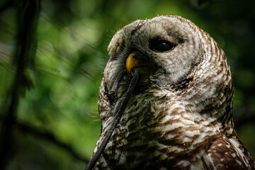 Barred owl - Florida