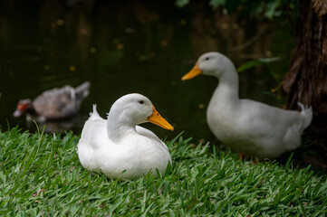 Large white heavy duck also known as America Pekin Duck, Long Island Duck, Pekin or Aylesbury Duck, Anas platyrhynchos domesticus