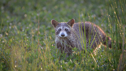 Raccoon in the Early Morning Dew