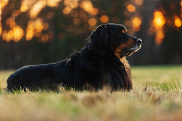 portrait male black and gold Hovie at sunset