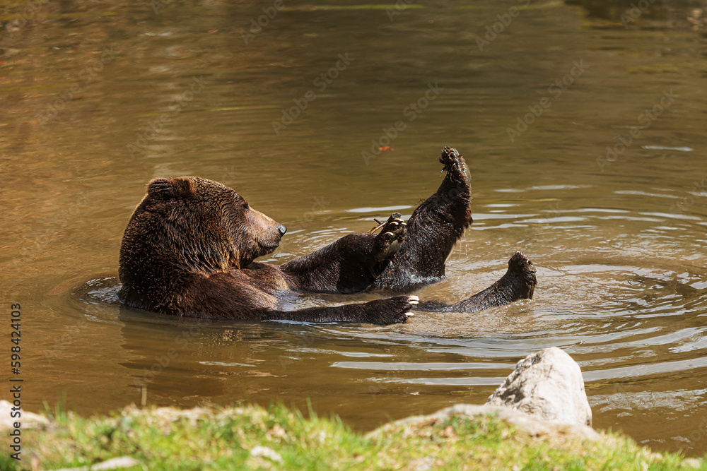 Canvas Prints male brown bear (Ursus arctos) takes a nice bath