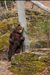 male brown bear (Ursus arctos) rubs his back against a tree
